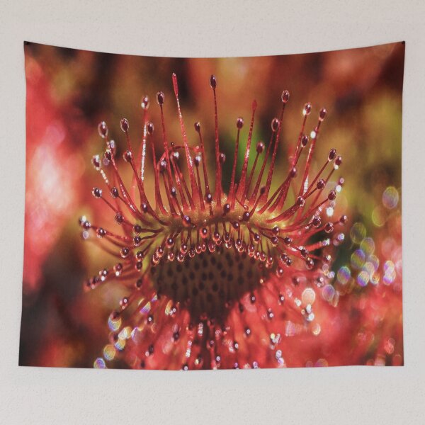 Item preview, fwc 0784 sundew designed and sold by fred chiea.