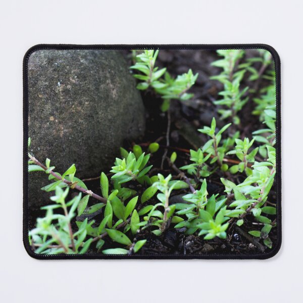 Item preview, English Thyme  designed and sold by lifeinpinkcrochet.