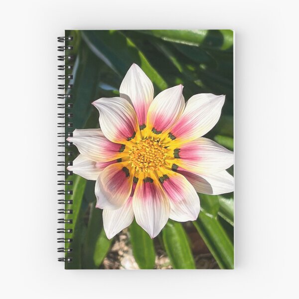 Aperçu de l'œuvre Gros plan d'une fleur de gazania blanche et rose créée et vendue par Be Captured by Brittany Emma.