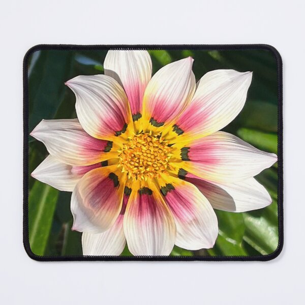 Item preview, White And Pink Gazania Flower Close Up designed and sold by Be Captured by Brittany Emma.