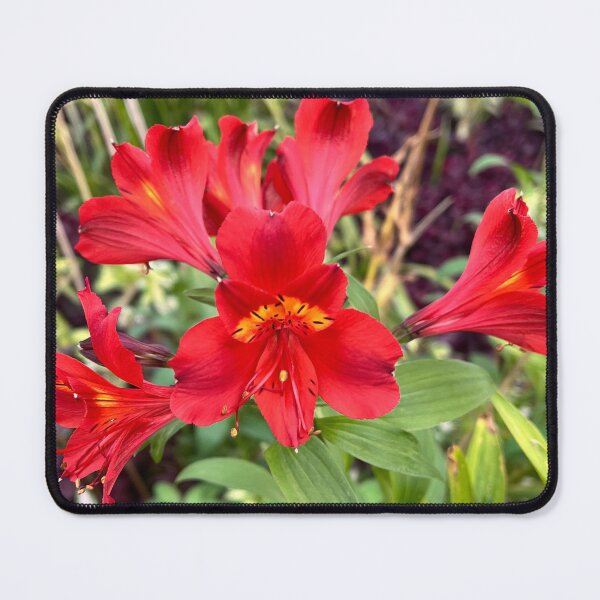 Item preview, Bright Red Alstroemeria Flowers In Bloom designed and sold by Be Captured by Brittany Emma.
