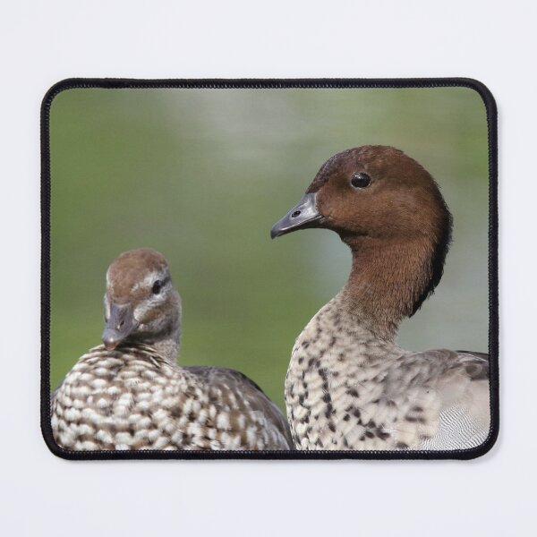 Item preview, Australian Wood Duck Pair Close Up Portrait designed and sold by 27Tammy27.