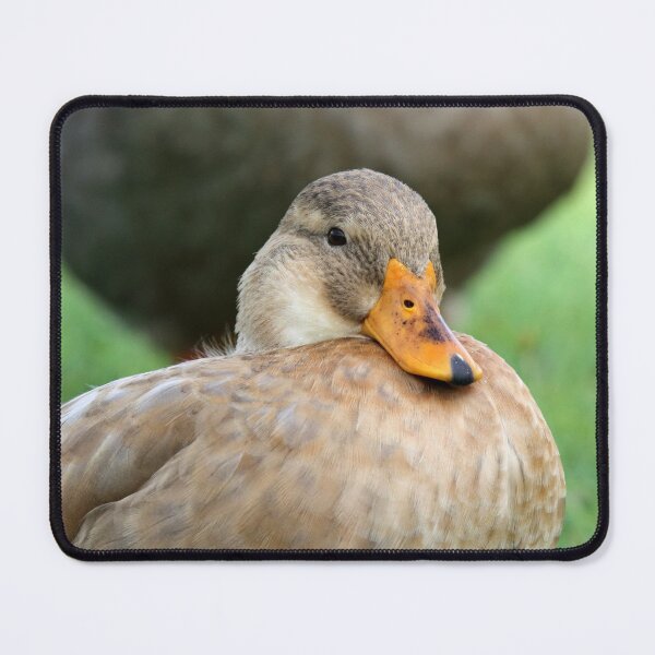 Item preview, Cute Domestic Duck Resting Close Up Portrait designed and sold by 27Tammy27.