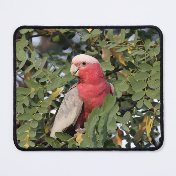 Item preview, Australian Galah Rose Breasted Cockatoo Portrait designed and sold by 27Tammy27.