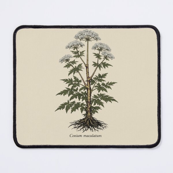 Item preview, Conium Maculatum Hemlock — Vintage Poison Garden Botanical Dark Academia Witchy Herb designed and sold by Planthem.
