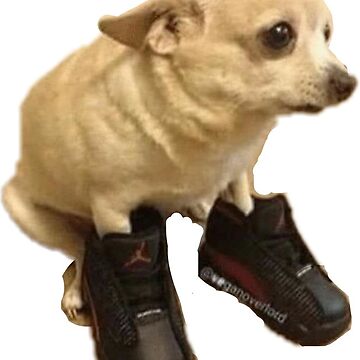 DOGGO IN JORDANS