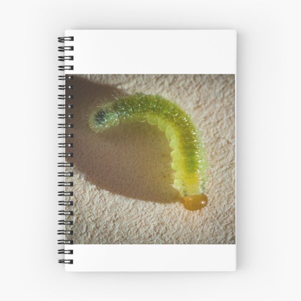 Item preview, Translucent worm designed and sold by XaviFotografia.