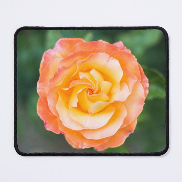 Item preview, Yellow and orange rose designed and sold by XaviFotografia.