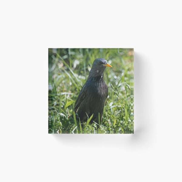 Item preview, Starling on lawn designed and sold by XaviFotografia.