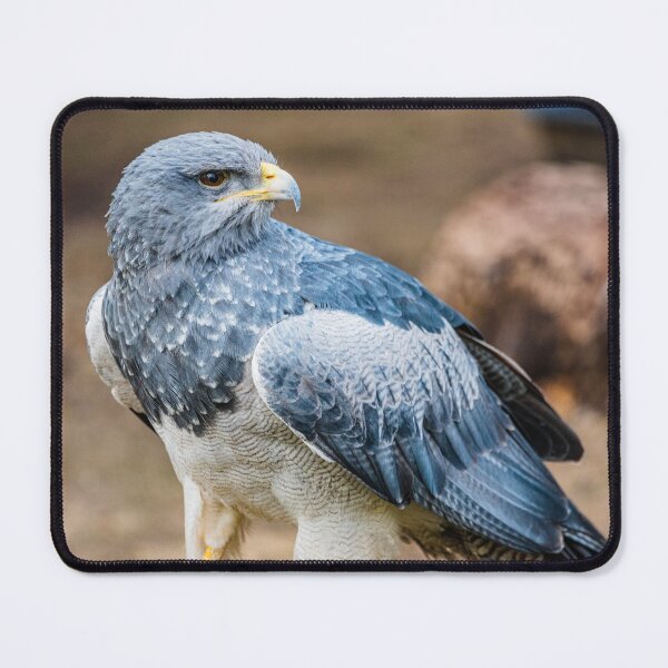 Item preview, Hawk designed and sold by XaviFotografia.