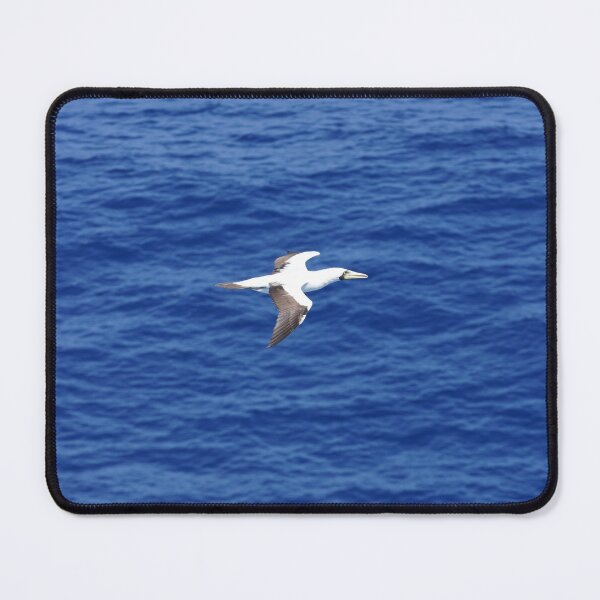 Item preview, Masked Booby designed and sold by Malcolm Snook.