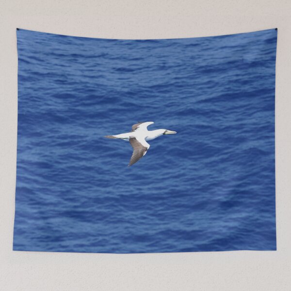 Item preview, Masked Booby designed and sold by Malcolm Snook.