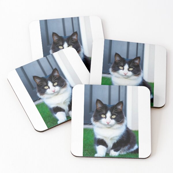 Item preview, Animals - Bicolor Cat, Intense Gaze and Perfect Symmetry designed and sold by DoodyPets.