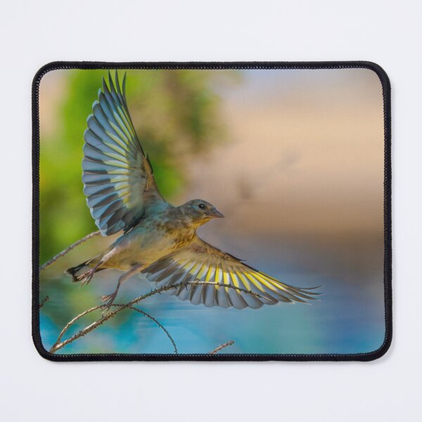 Item preview, Juvenile Goldfinch Takes off designed and sold by Ralph Goldsmith.