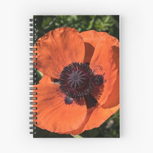 Item preview, Beautiful Vermilion Orange Oriental Poppy in Bloom designed and sold by Georgia Mizuleva.