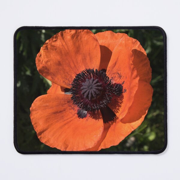 Item preview, Beautiful Vermilion Orange Oriental Poppy in Bloom designed and sold by Georgia Mizuleva.