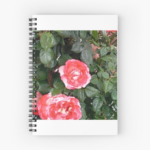 Item preview, Red rose designed and sold by DjeriK.