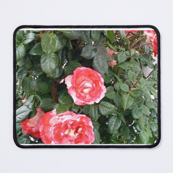 Item preview, Red rose designed and sold by DjeriK.