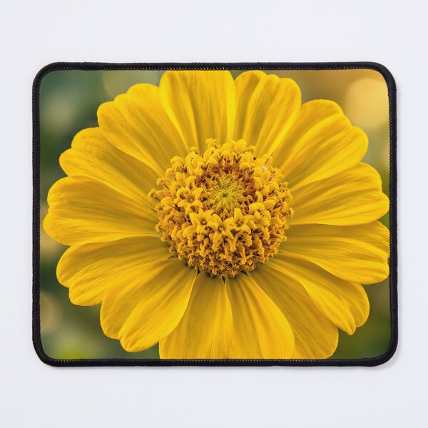 Item preview, Yellow Zinnia Macro — Vibrant Fine Art Flower Photography designed and sold by Violafleurviolett.
