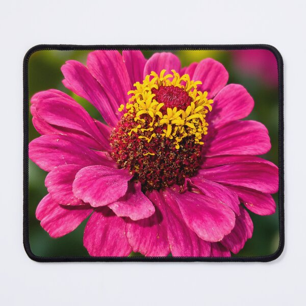 Item preview, Pink Zinnia Macro — Soft Fine Art Flower Photography designed and sold by Violafleurviolett.