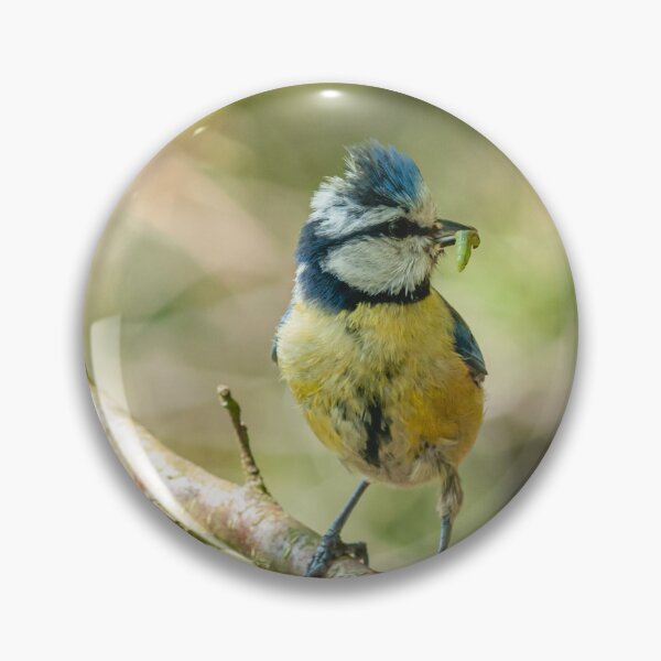 Item preview, Blue Tit With Caterpillar | British Garden Bird Wildlife Photography designed and sold by ThatSurreyLife.