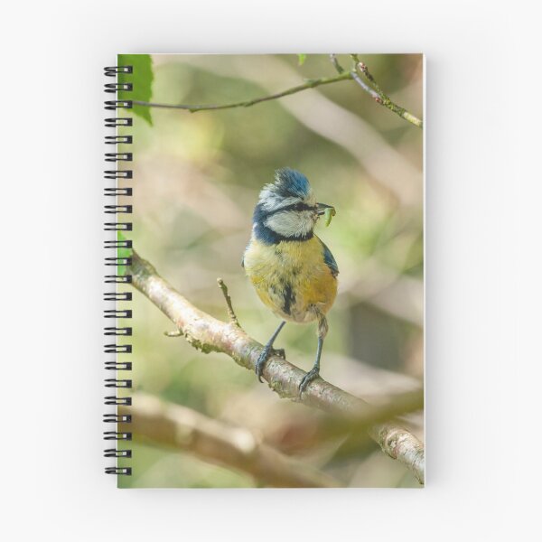 Item preview, Blue Tit With Caterpillar | British Garden Bird Wildlife Photography designed and sold by ThatSurreyLife.