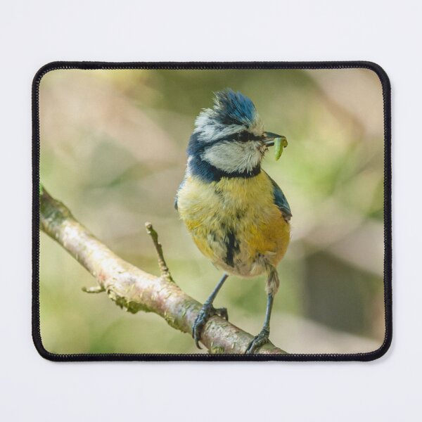 Item preview, Blue Tit With Caterpillar | British Garden Bird Wildlife Photography designed and sold by ThatSurreyLife.