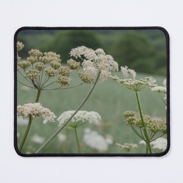 Item preview, Wild Carrot Flowers In The Surrey Hills | Summer Meadow Nature Photography designed and sold by ThatSurreyLife.