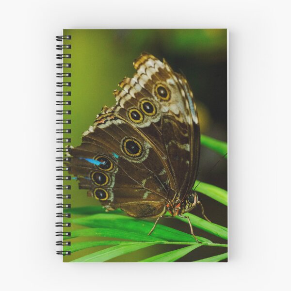 Item preview, Blue Morpho Butterfly Close-Up | Tropical Butterfly Wildlife Photography designed and sold by ThatSurreyLife.