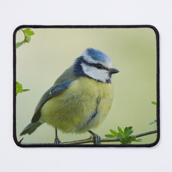 Item preview, Blue Tit Perched On Hawthorn Branch | British Garden Bird Photography designed and sold by ThatSurreyLife.