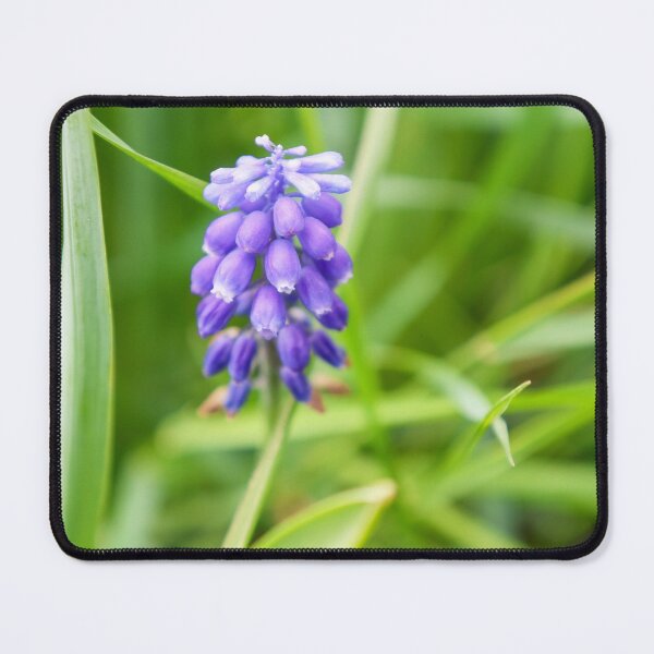 Item preview, Bright Blue Grape Hyacinth Spring Bloom designed and sold by MariaAteva.