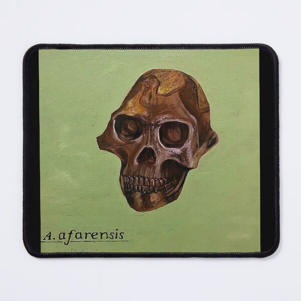 Item preview, A. aferensis - scientific illustration  designed and sold by Paleo Griff.