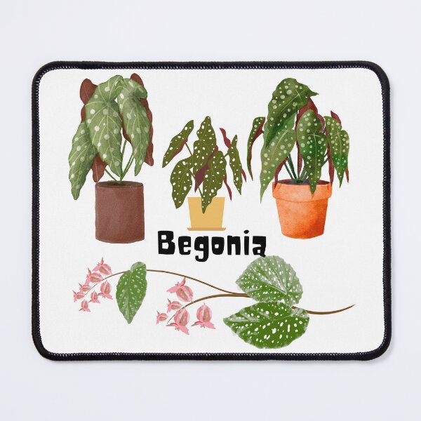Item preview, Begonia designed and sold by PlantSholic.