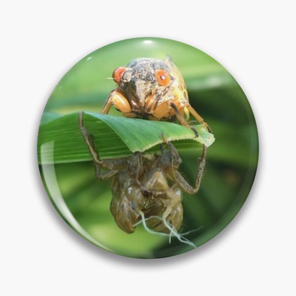 Item preview, 17 Year Cicada 2024 and Shell designed and sold by collageDP.