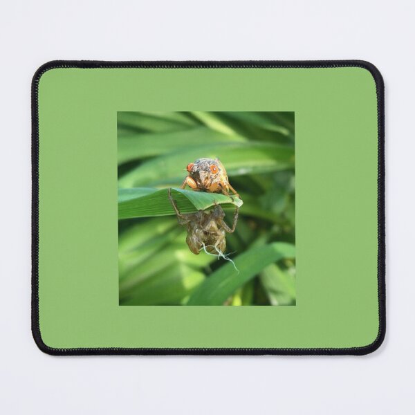 Item preview, 17 Year Cicada 2024 and Shell designed and sold by collageDP.