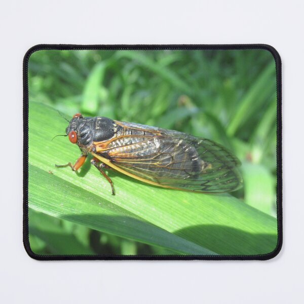 Item preview, 17 Year Cicada 2024 designed and sold by collageDP.