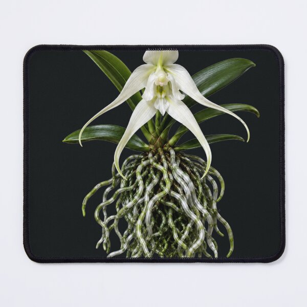 Item preview, Ghost Orchid Mysterious Root Anatomy Art designed and sold by MarVan-Prints.