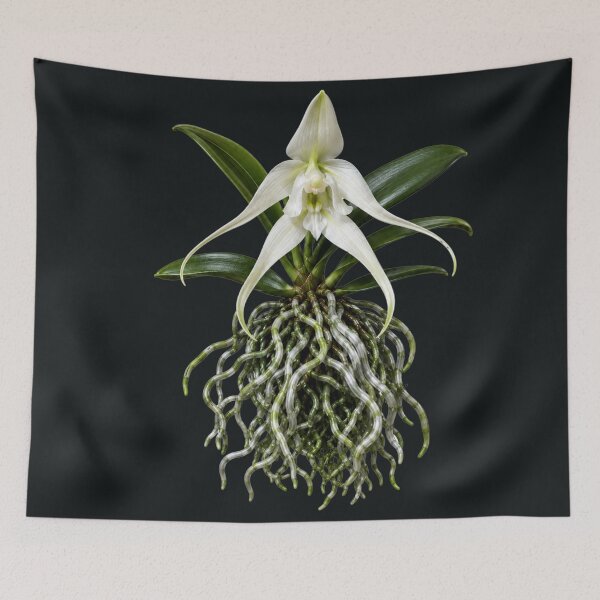 Item preview, Ghost Orchid Mysterious Root Anatomy Art designed and sold by MarVan-Prints.