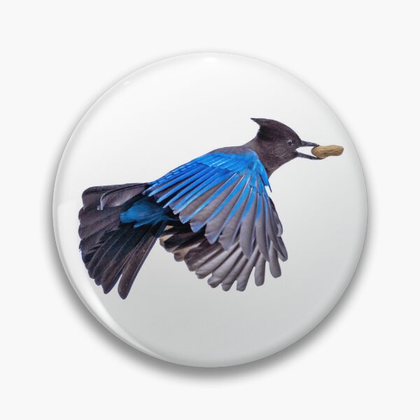 Item preview, Steller's Jay in Flight with Peanut designed and sold by WigOutlet.