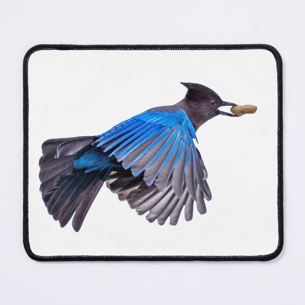 Item preview, Steller's Jay in Flight with Peanut designed and sold by WigOutlet.