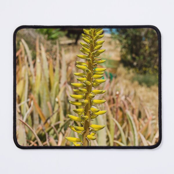 Item preview, Yellow Aloe Flower Spike in Sunny Garden With Succulent Leaves and Desert Plants designed and sold by Nmallia.