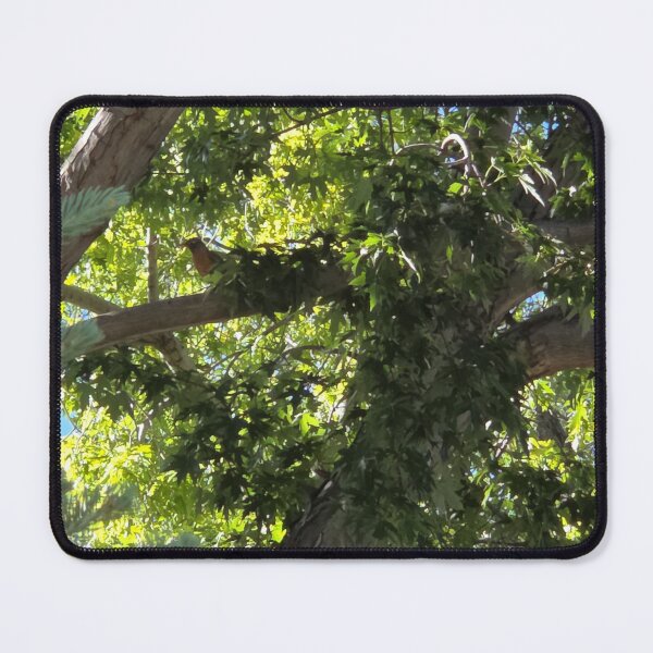 Item preview, American Robin in Tree designed and sold by WilesTheFox.