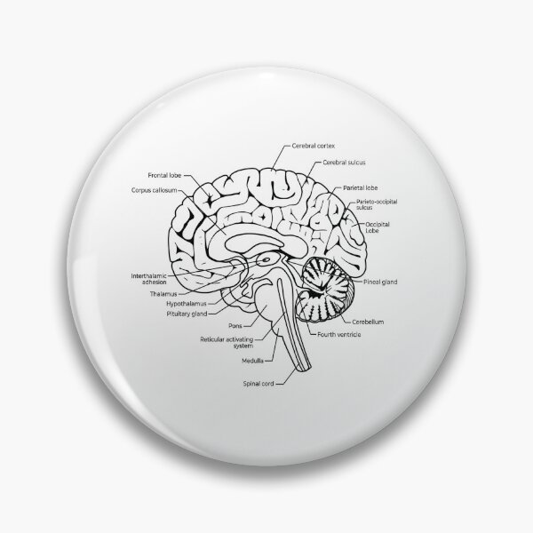 Item preview, Labeled Human Brain Anatomy Diagram Illustration designed and sold by DariaOltes.