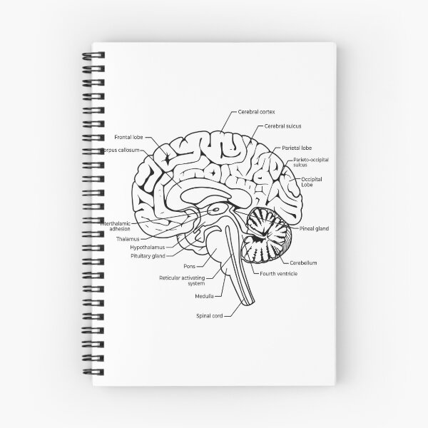 Item preview, Labeled Human Brain Anatomy Diagram Illustration designed and sold by DariaOltes.