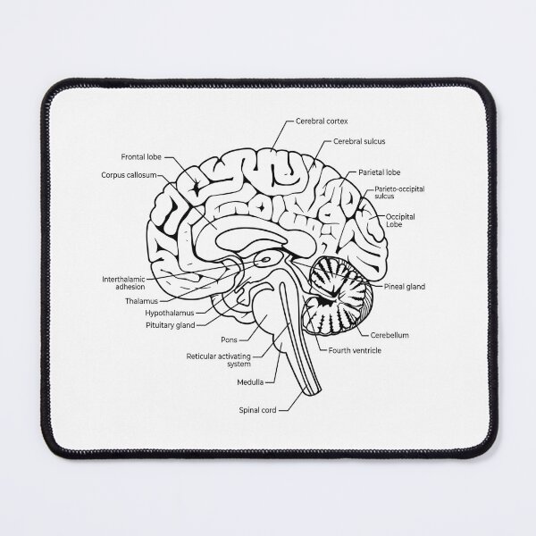 Item preview, Labeled Human Brain Anatomy Diagram Illustration designed and sold by DariaOltes.