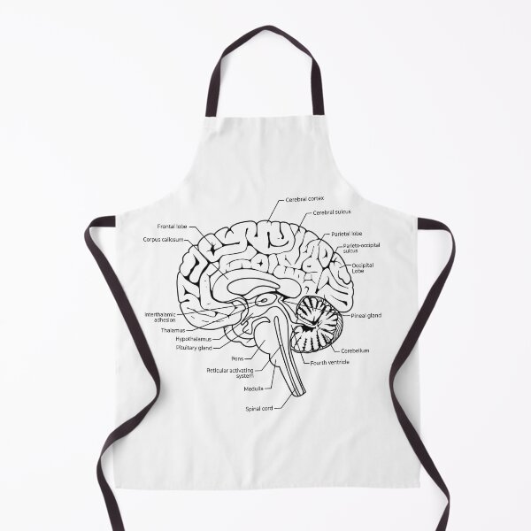Item preview, Labeled Human Brain Anatomy Diagram Illustration designed and sold by DariaOltes.