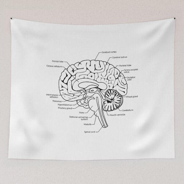 Item preview, Labeled Human Brain Anatomy Diagram Illustration designed and sold by DariaOltes.