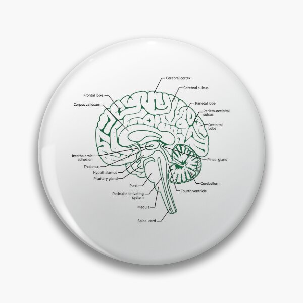 Item preview, Labeled Human Brain Anatomy Diagram Illustration designed and sold by DariaOltes.