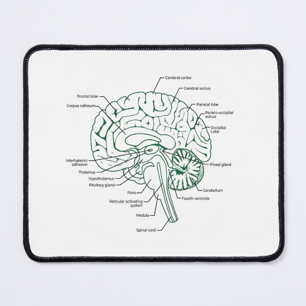 Item preview, Labeled Human Brain Anatomy Diagram Illustration designed and sold by DariaOltes.