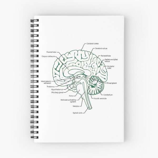 Item preview, Labeled Human Brain Anatomy Diagram Illustration designed and sold by DariaOltes.